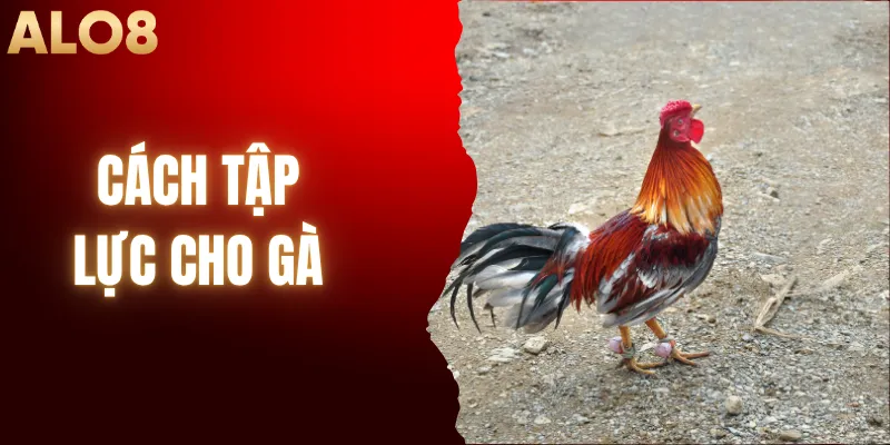 Bật Mí Cách Tập Lực Cho Gà Sở Hữu Đôi Chân Thần Tốc