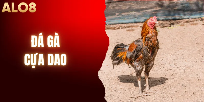 Đá Gà Cựa Dao - Đấu Trường Nghẹt Thở Đến Giây Cuối Cùng