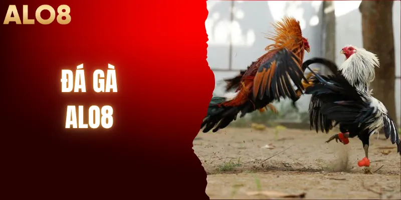 Đá Gà ALO8| Đấu Trường Đẳng Cấp 5 Sao Cho Giới Sư Kê