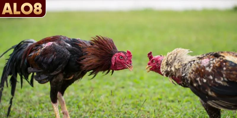 Lý do nên biết cách tập lực cho gà đá