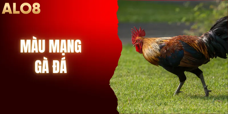 Màu Mạng Gà Đá – Bí Kíp Chọn Giờ Xuất Trận Thắng Lớn