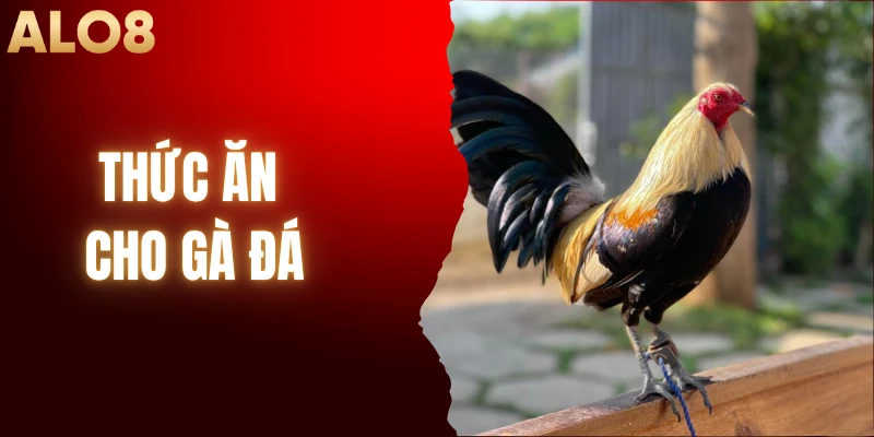 Thức Ăn Cho Gà Đá - Cách Nuôi Chuẩn Chế Độ Dinh Dưỡng