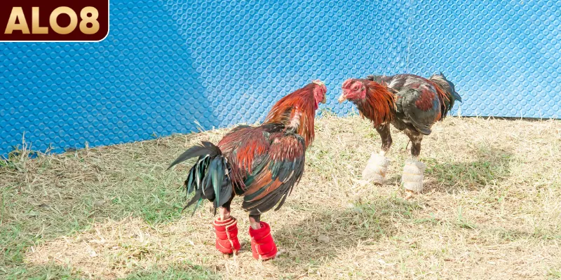 Đá Gà Cựa Dao - Đấu Trường Nghẹt Thở Đến Giây Cuối Cùng 2 Tìm hiểu về đá gà cựa dao