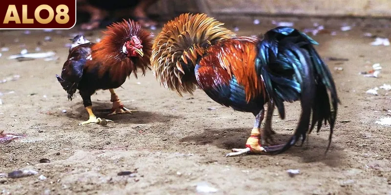 Top 3 loại hình đá gà không thể bỏ lỡ
