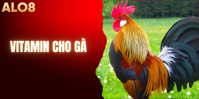 Bổ Sung Vitamin Cho Gà Đúng Cách, Hiệu Quả Từ ALO8
